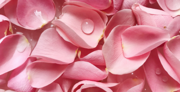 Le tuto du mois : scrub détoxifiant aux pétales de rose !